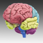 3d-brain app