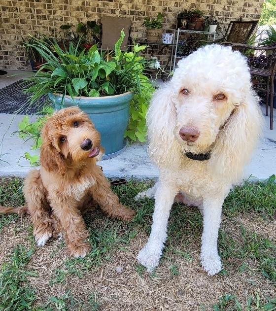 2 adorable dogs; a small light brown doodle mix and a large white poodle