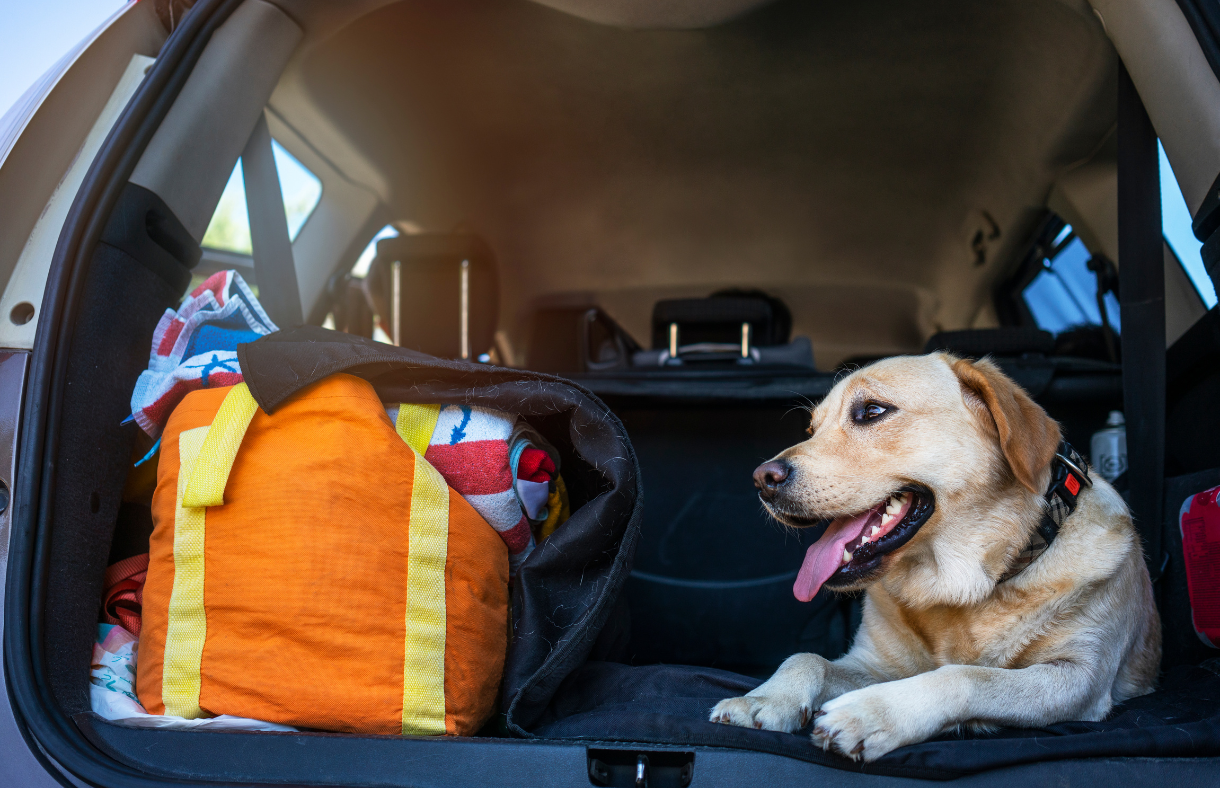 dog in back of vehicle with bag packed with beach essentials